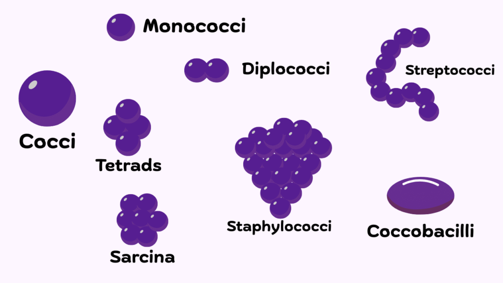 Cocci bacteria