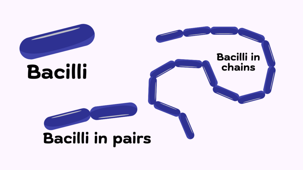 Bacillus Rod shaped bacteria