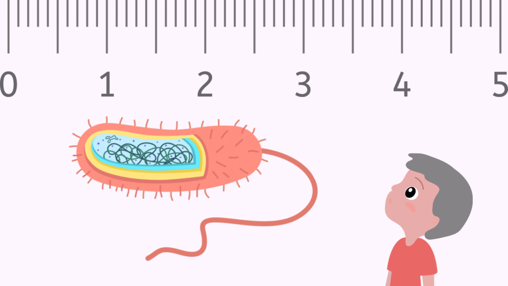 Understanding Bacteria Size
