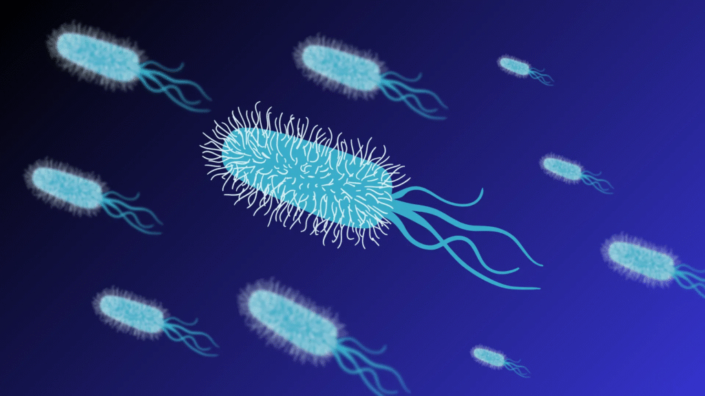 All You Need to Know About Escherichia coli (E. coli)